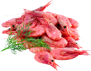 Shrimp